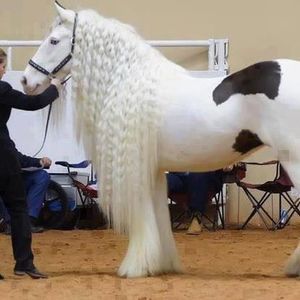 Meet your Posher, Juan c